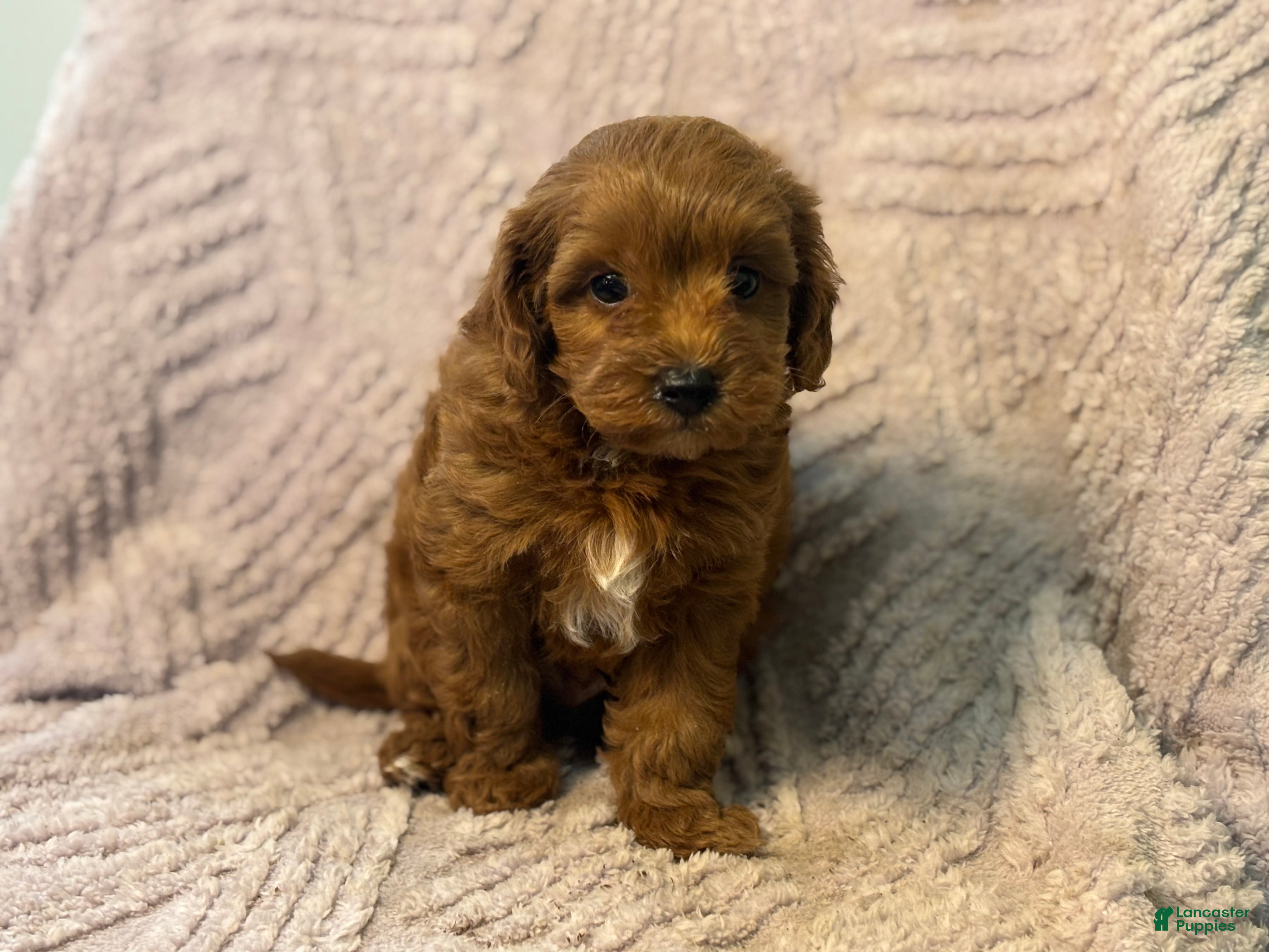 Cavapoo dogs Moby - Ad 1
