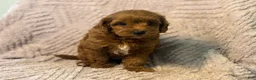 Cavapoo dogs for sale: Moby - Ad 1