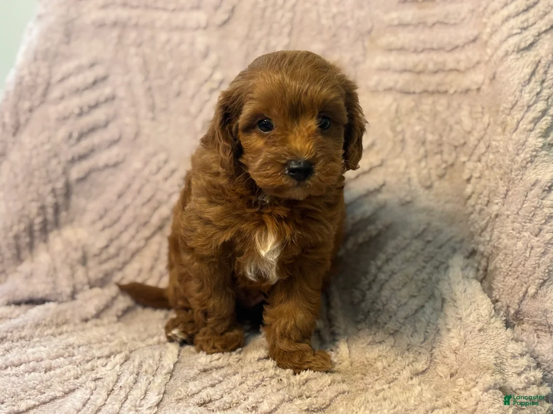 Cavapoo dogs for sale: Moby - Ad 1
