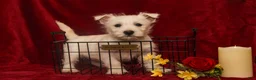 West Highland Terrier dogs for sale: Prancer - Ad 2