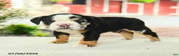 English Bulldog dogs for sale: Vernon - Ad 4