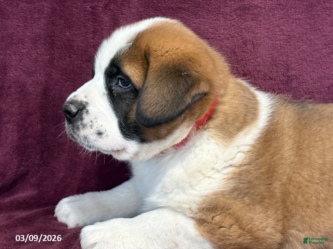 Saint Bernard dogs for sale: Jackson - Ad 2