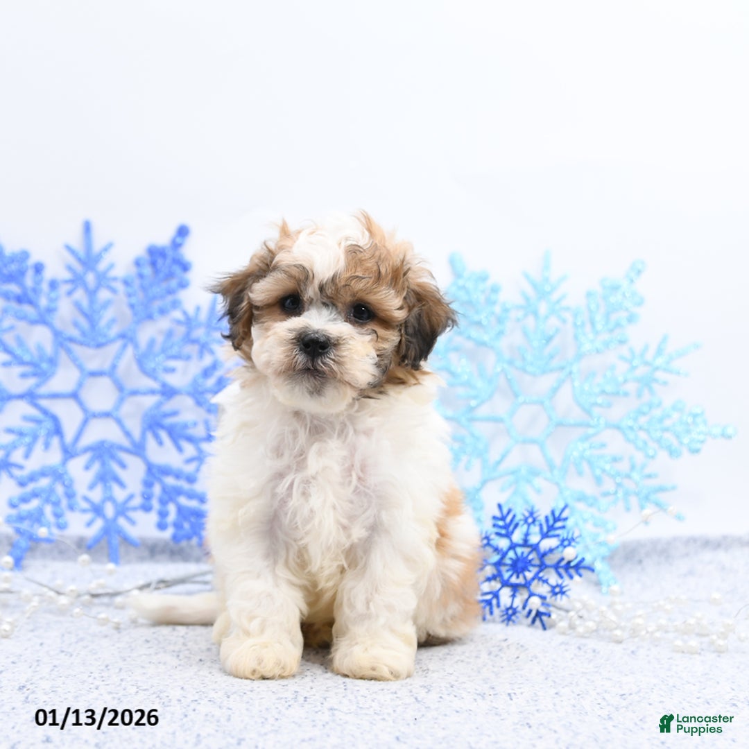 Mixed Breed dogs for sale: Mitchel - Ad 2