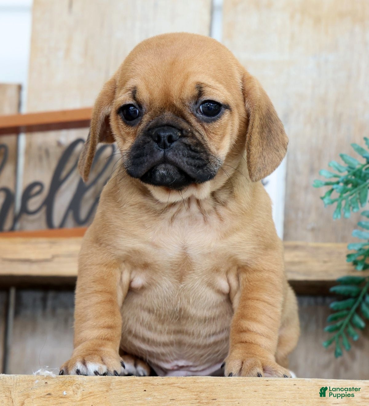 Puggle dogs Oscar - Ad 2