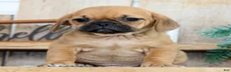 Puggle dogs for sale: Oscar - Ad 2