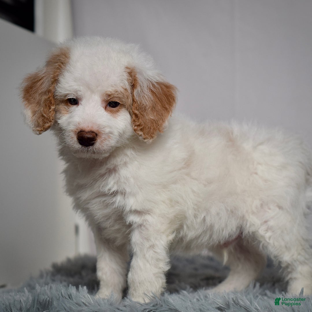 Mini Goldendoodle dogs for sale: Mr. Ollie - Ad 2