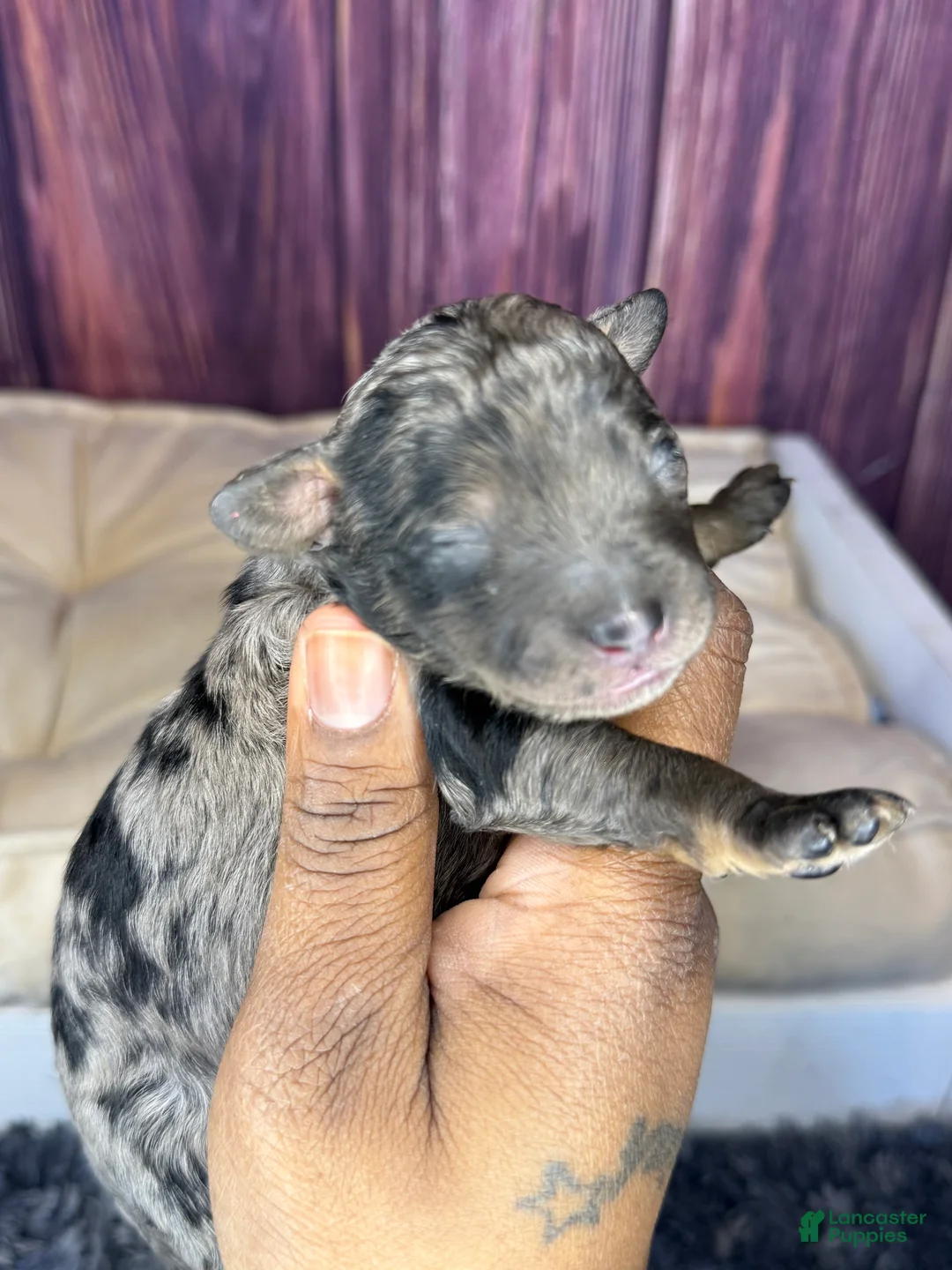 Maltipoo dogs for sale: Sienna - Ad 3