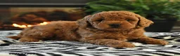 Mini Goldendoodle dogs for sale: Linford - Ad 4