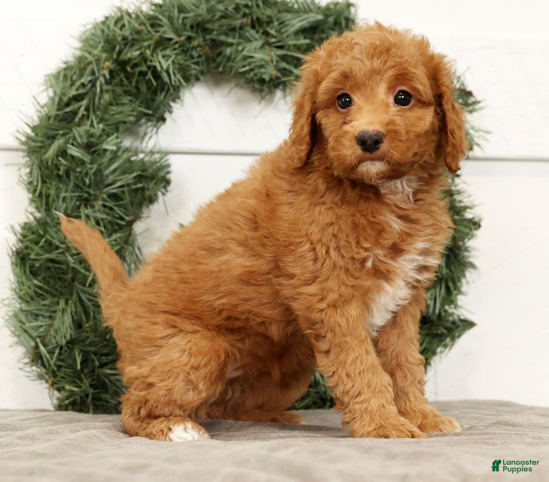 Mini Goldendoodle dogs for sale: Ember - Ad 8