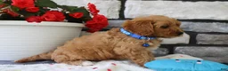 Cavapoo dogs for sale: Silas - Ad 3