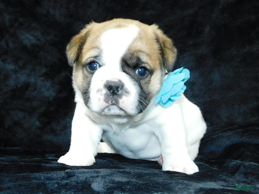 Mixed Breed dogs for sale: Buster - Ad 5