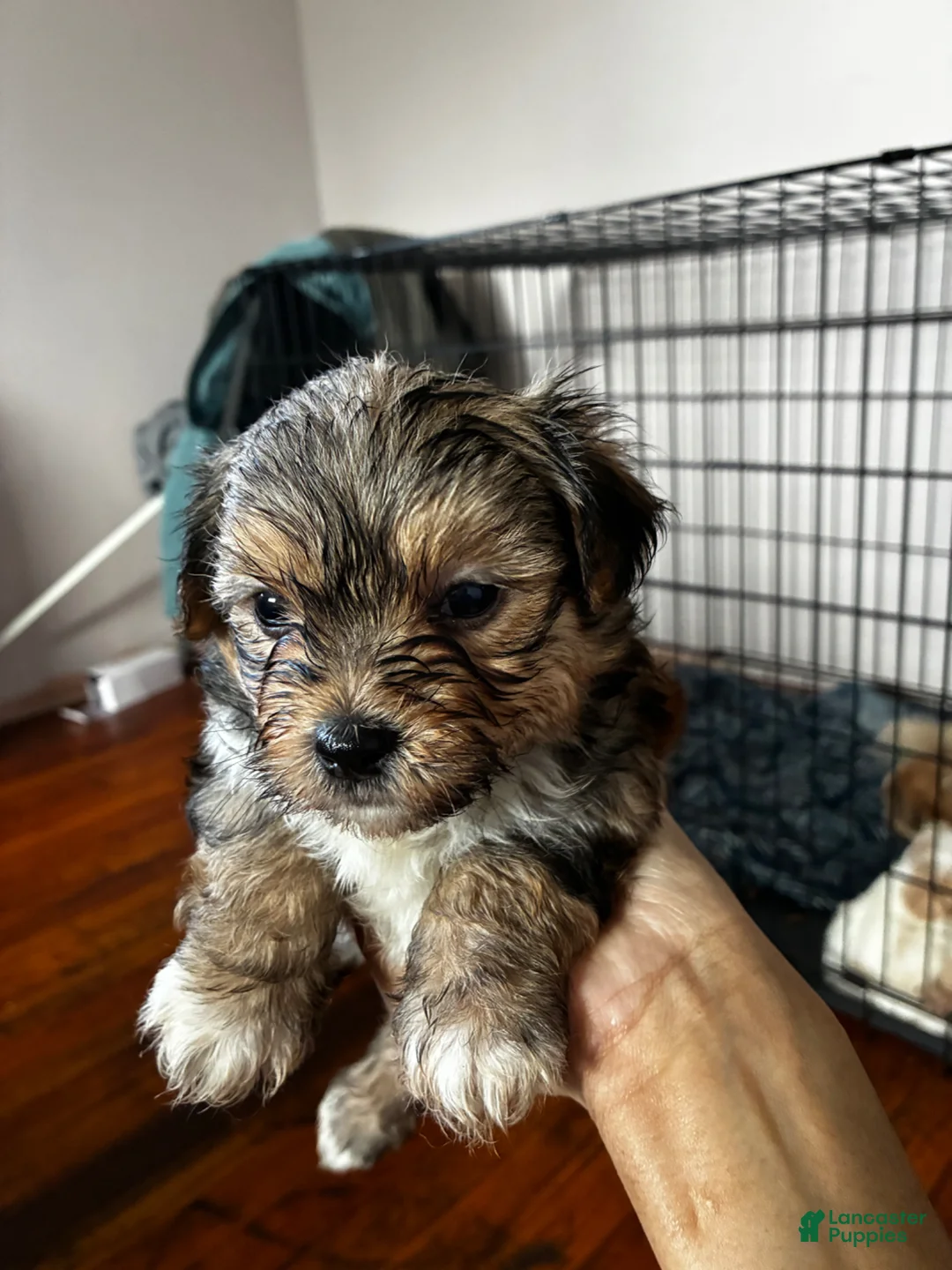 Bichon Frise dogs for sale: Bichon Frise Puppy 2 - Ad 1