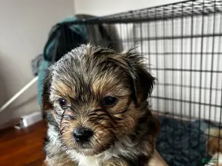 Bichon Frise dogs Bichon Frise Puppy 2 - Ad 32