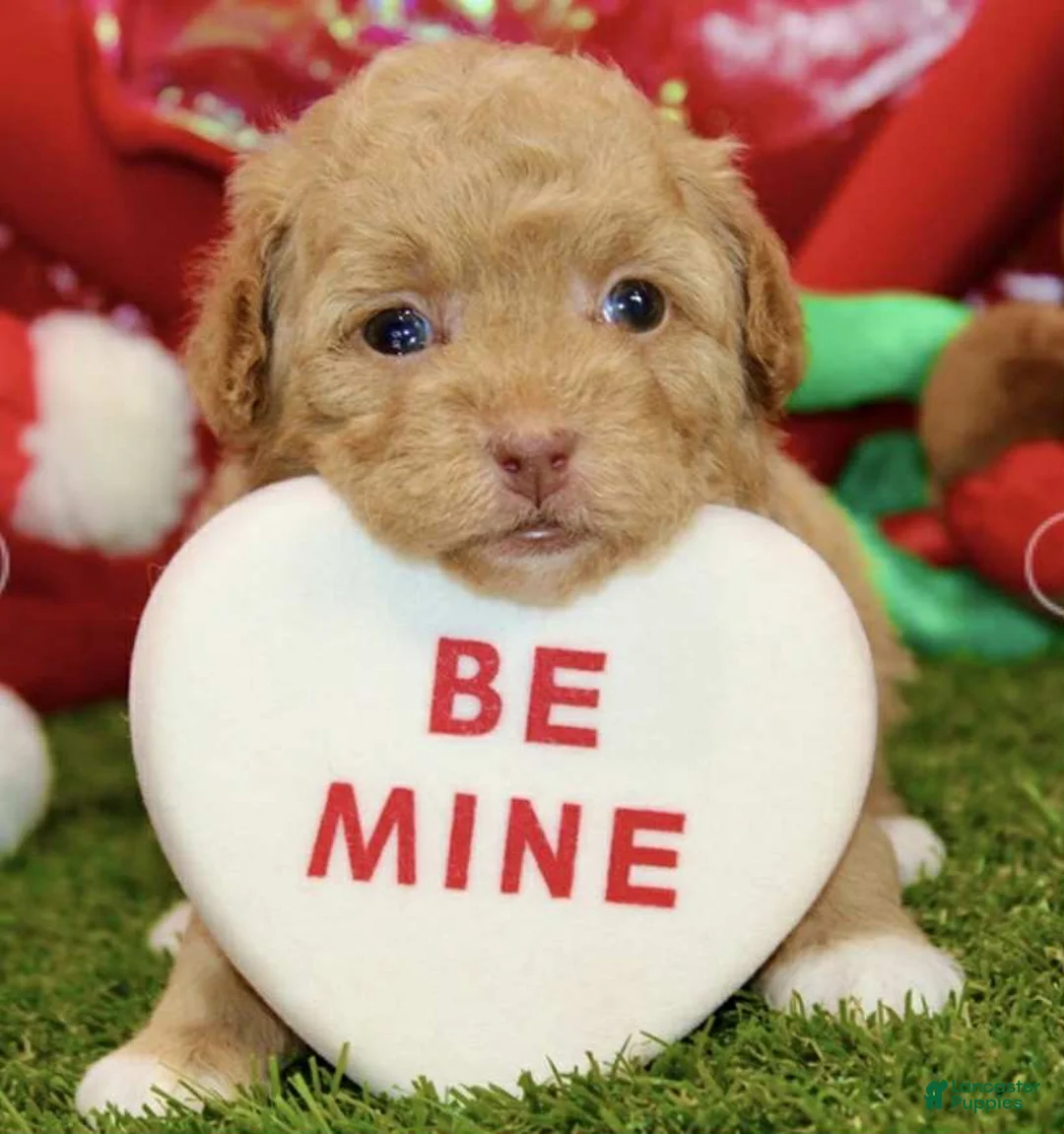 Toy Poodle dogs for sale: Felix - Ad 1