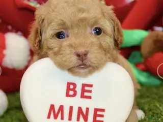 Toy Poodle dogs Felix - Ad 26