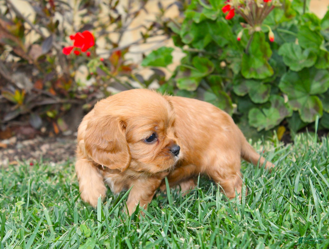 Cavalier King Charles Spaniel dogs for sale: Charlotte - Genetic Tested Parents - Ad 10