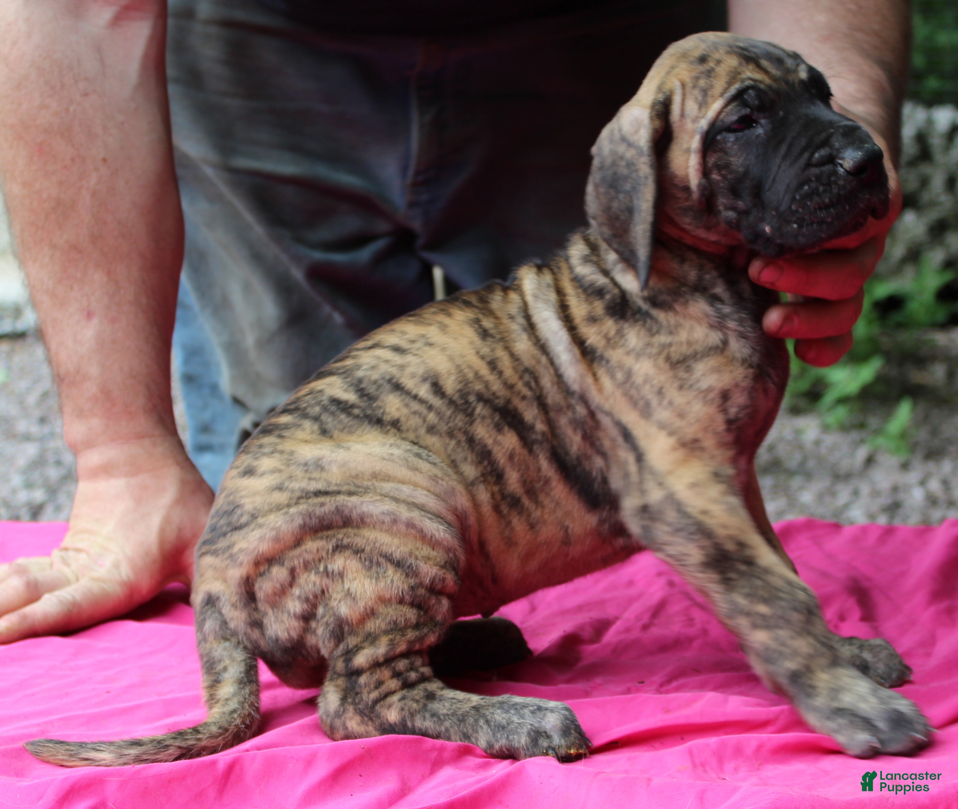 Great Dane dogs Sierra - Ad 41