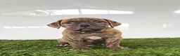 Olde English Bulldogge dogs for sale: Lucy - Ad 3