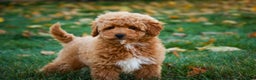 Shihpoo dogs for sale: Chase - Ad 8