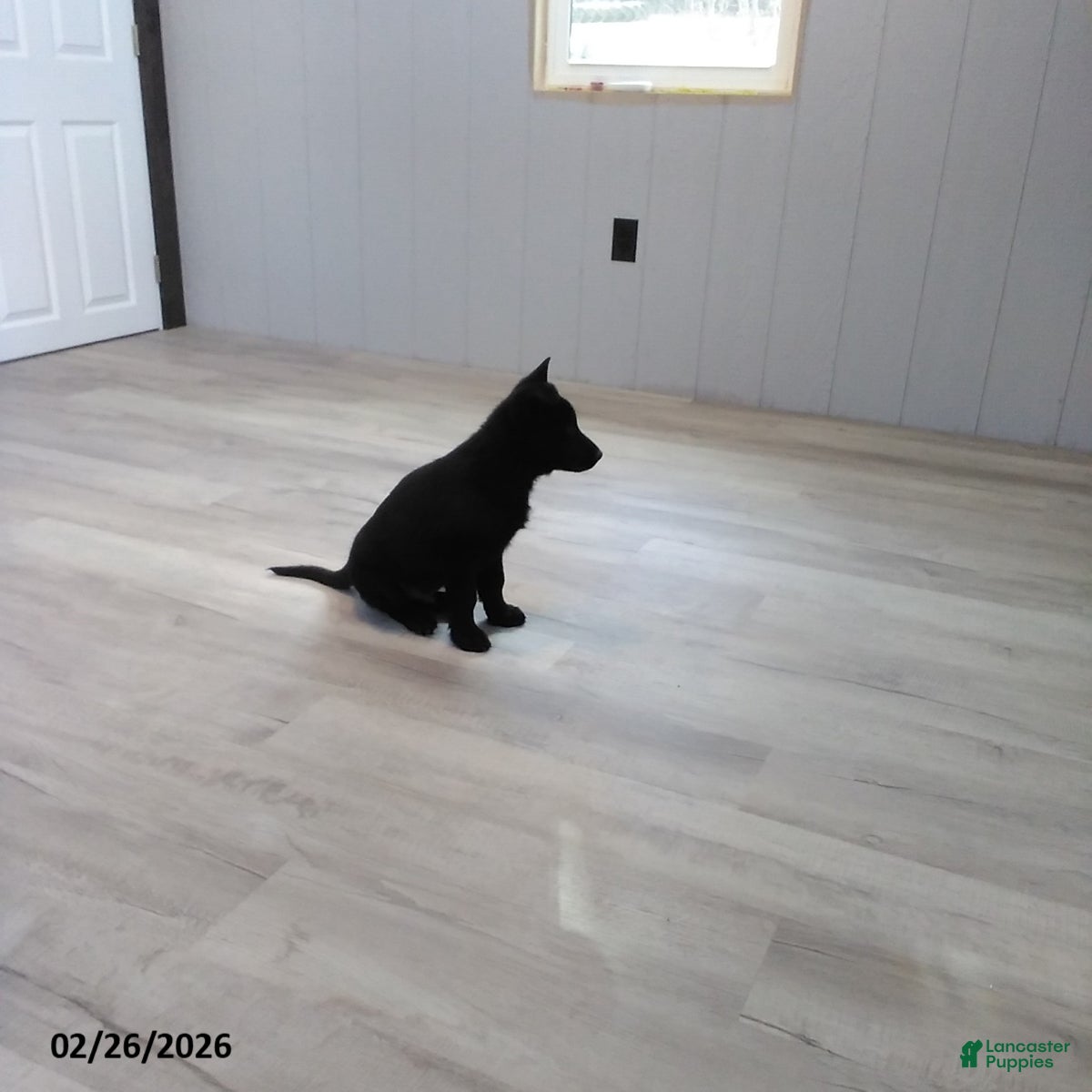 German Shepherd dogs Leanord - Ad 2