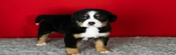 Bernese Mountain Dog dogs for sale: Poppy - Ad 4