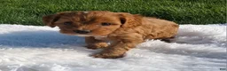 Cavapoo dogs for sale: Ocean - Ad 3