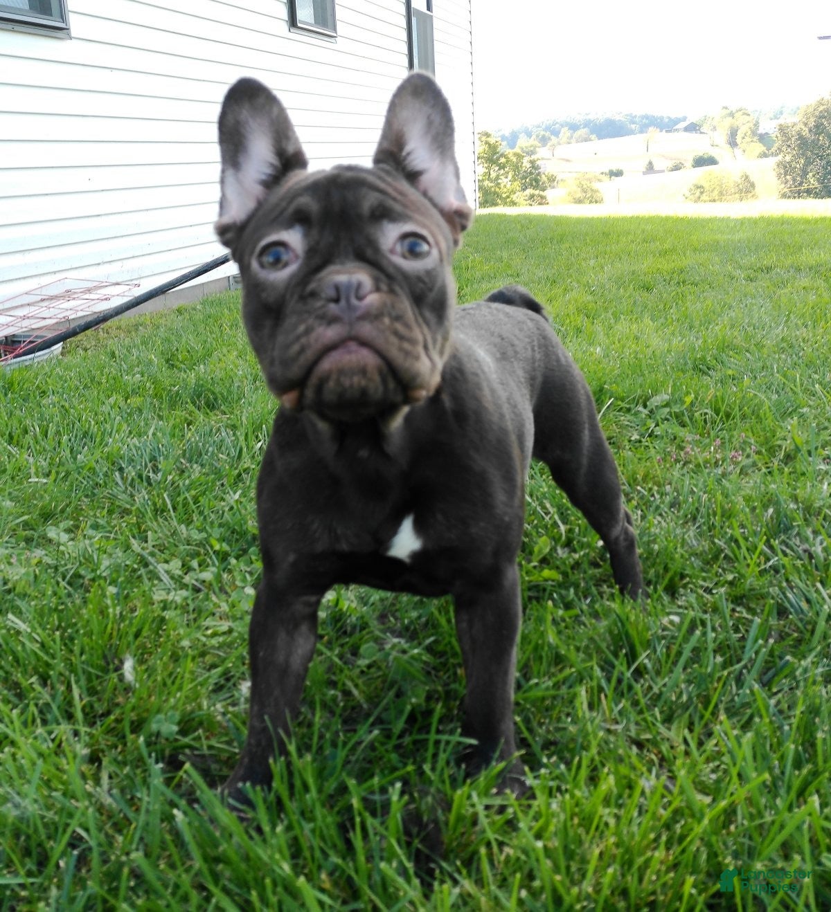 French Bulldog dogs Becca - Ad 1
