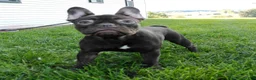 French Bulldog dogs for sale: Becca - Ad 1