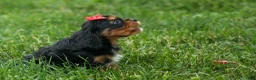 Cavalier King Charles Spaniel dogs for sale: Romeo 🐶 - Ad 10