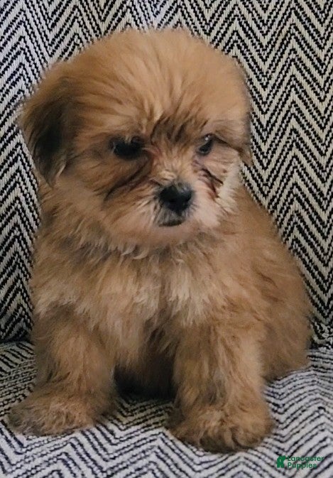 Shorkie dogs Patti - Ad 1