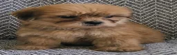 Shorkie dogs for sale: Patti - Ad 1