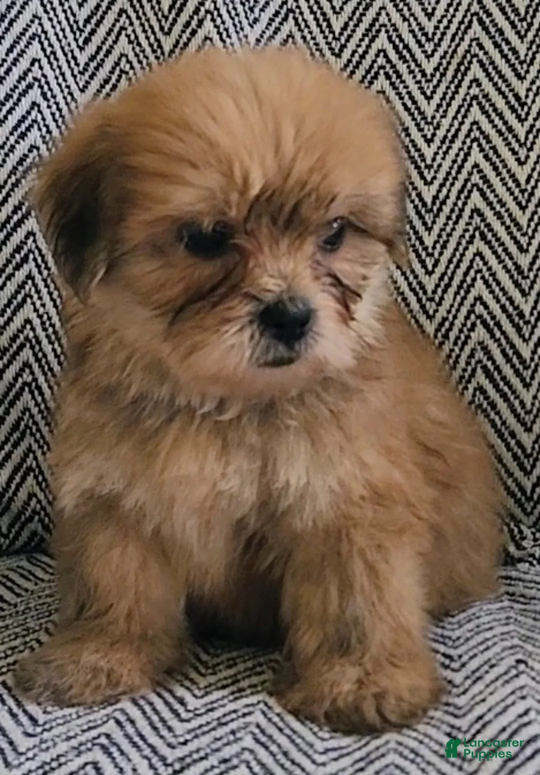 Shorkie dogs for sale: Patti - Ad 1