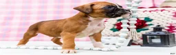 Boxer dogs for sale: Dancer - Ad 6