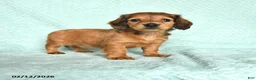 Miniature Dachshund dogs for sale: Daffy - Ad 1