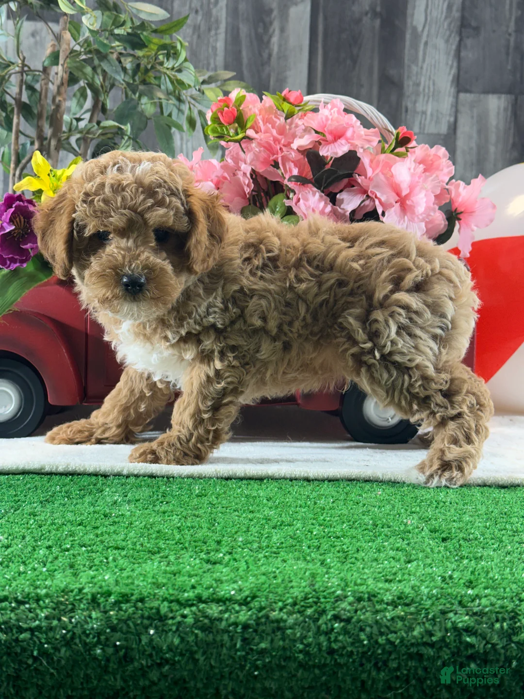 Toy Poodle dogs for sale:  Nacho - Ad 4
