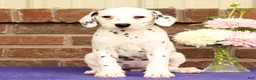 Dalmatian dogs for sale: Cindy - Ad 1