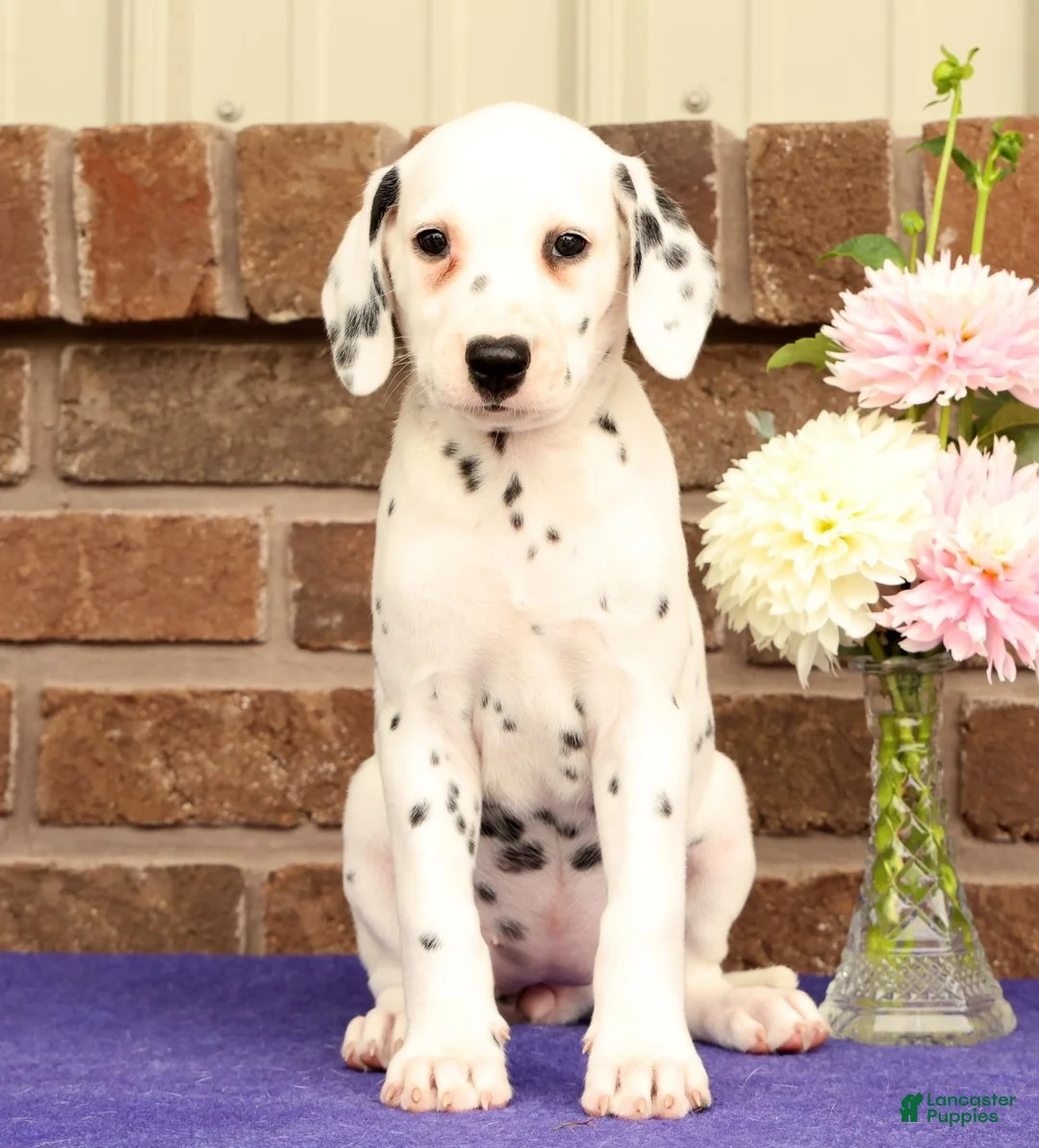 Dalmatian dogs for sale: Cindy - Ad 1