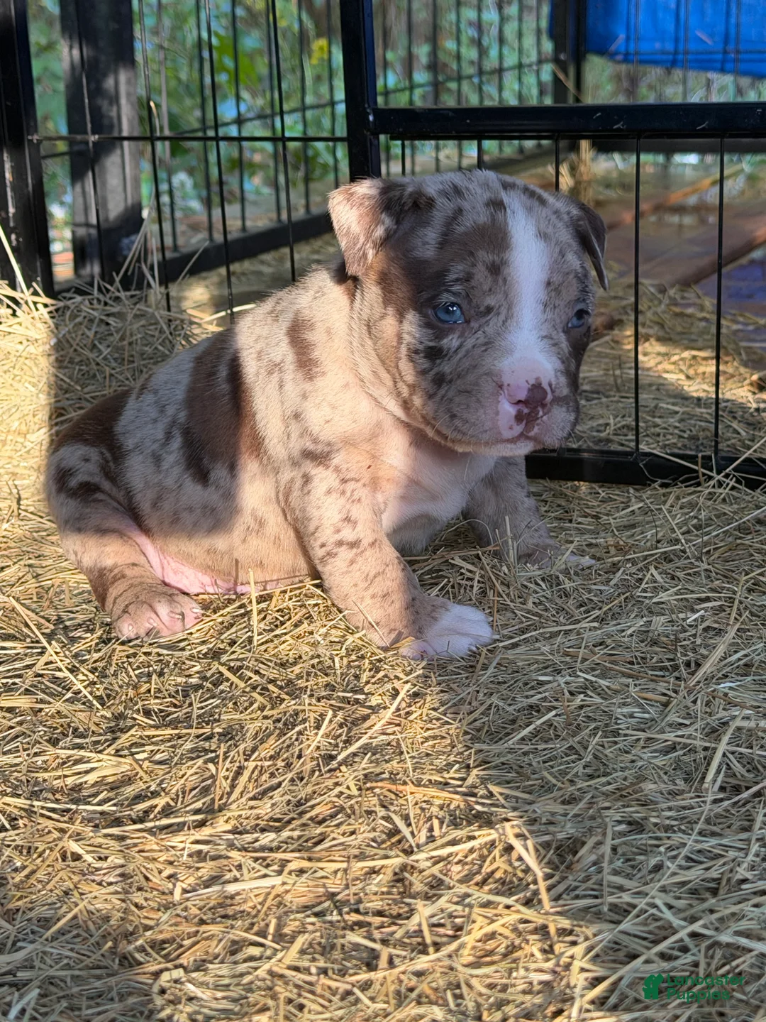 American Bully dogs for sale: American Bully 2 - Ad 1