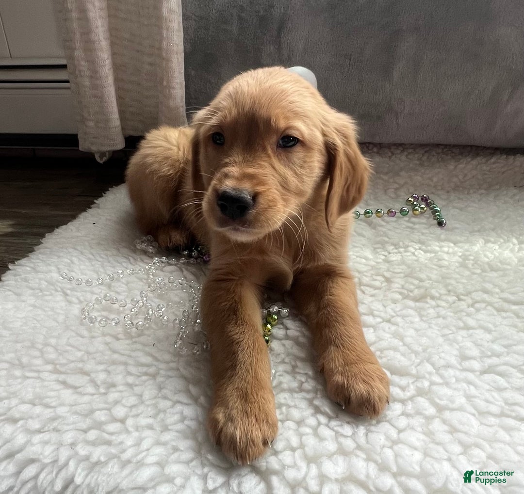 Golden Retriever dogs for sale: Max - Ad 2