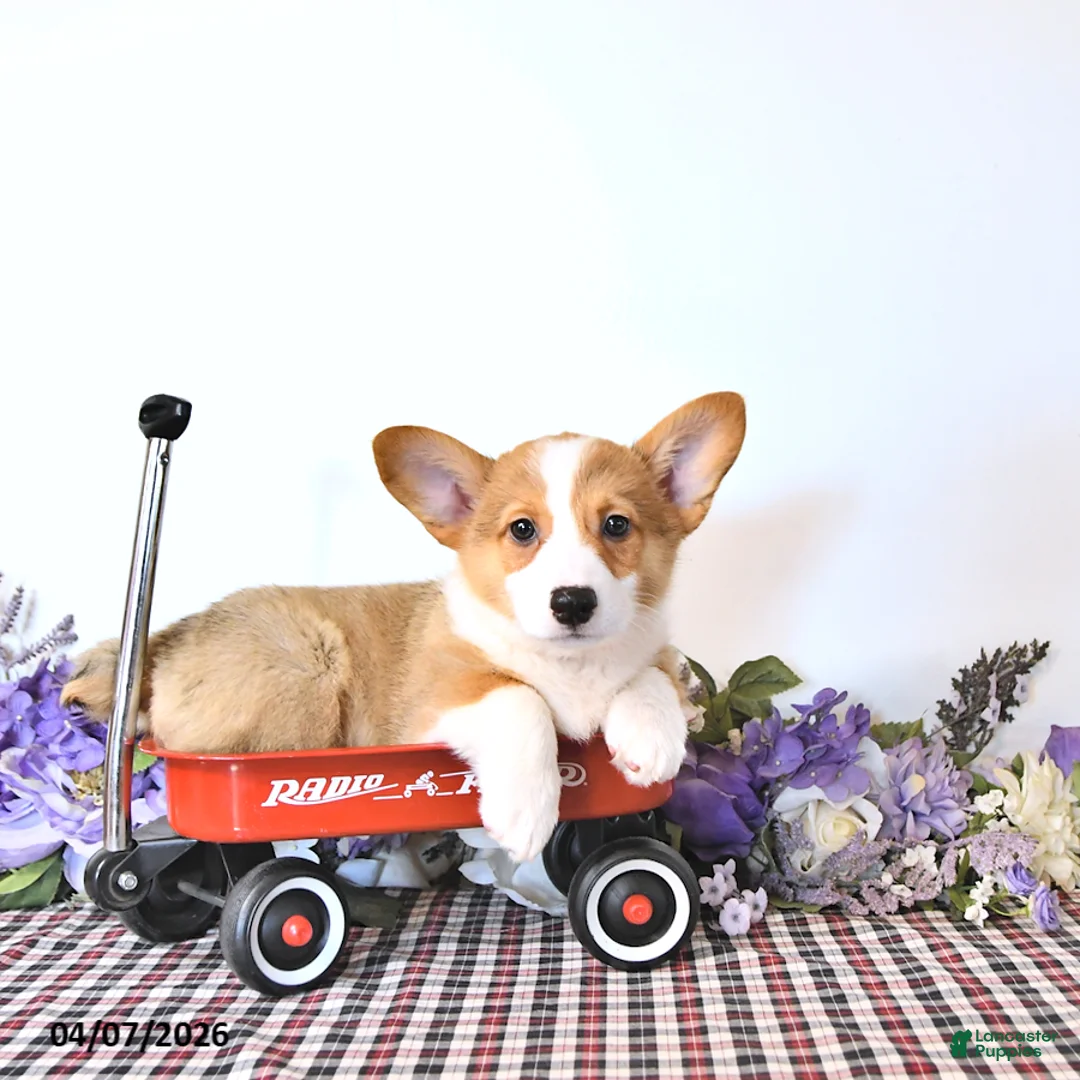 Welsh Corgi Pembroke dogs for sale: Buddy - Ad 2