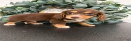Miniature Dachshund dogs for sale: Rowan - Ad 5