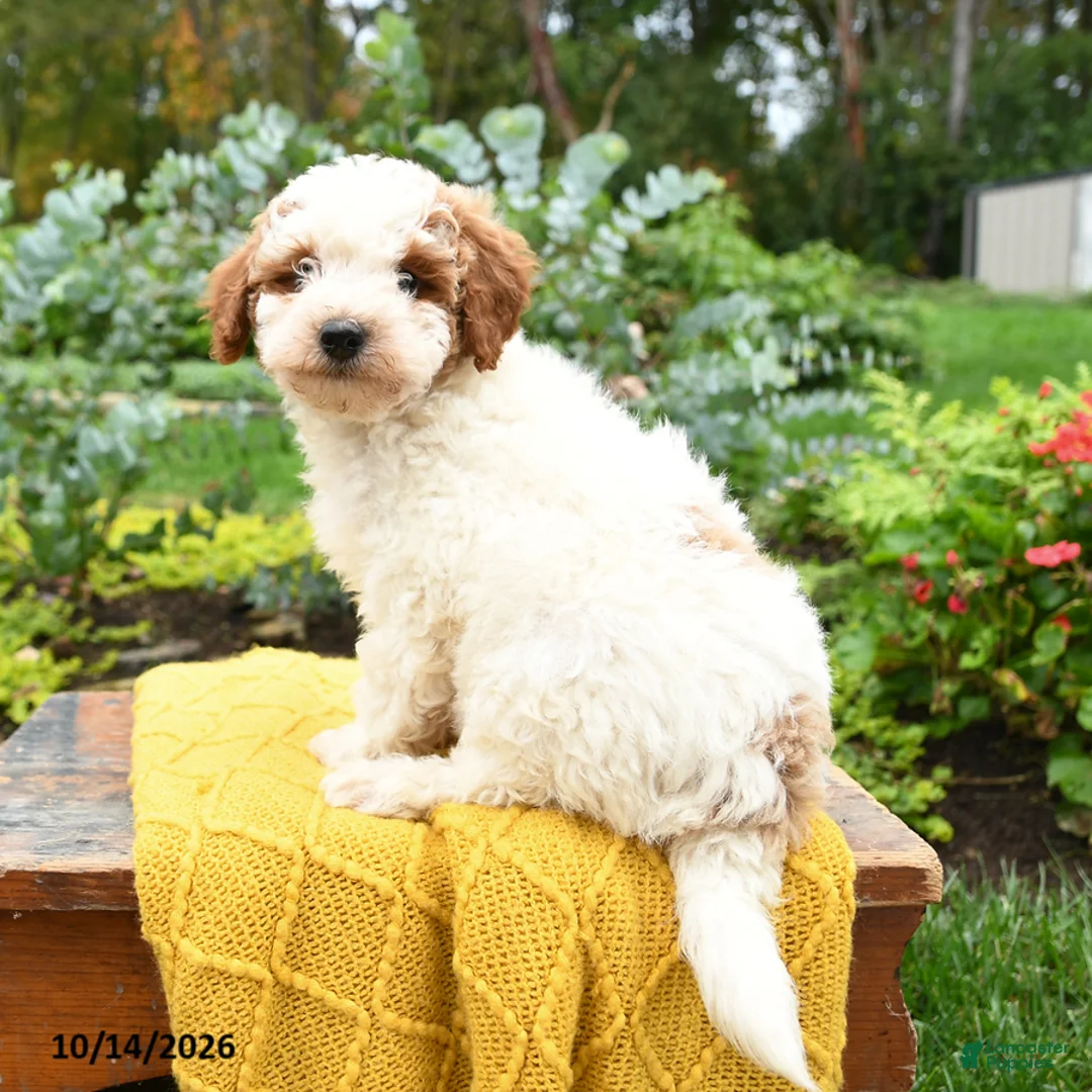 Miniature Poodle dogs for sale: Charlie - Ad 2