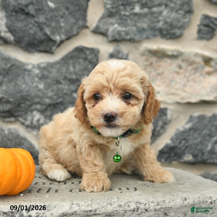 Maltipoo dogs Combos   - Ad 2