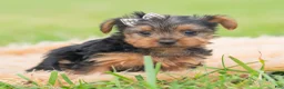 Yorkshire Terrier dogs for sale: Mickey - Ad 1