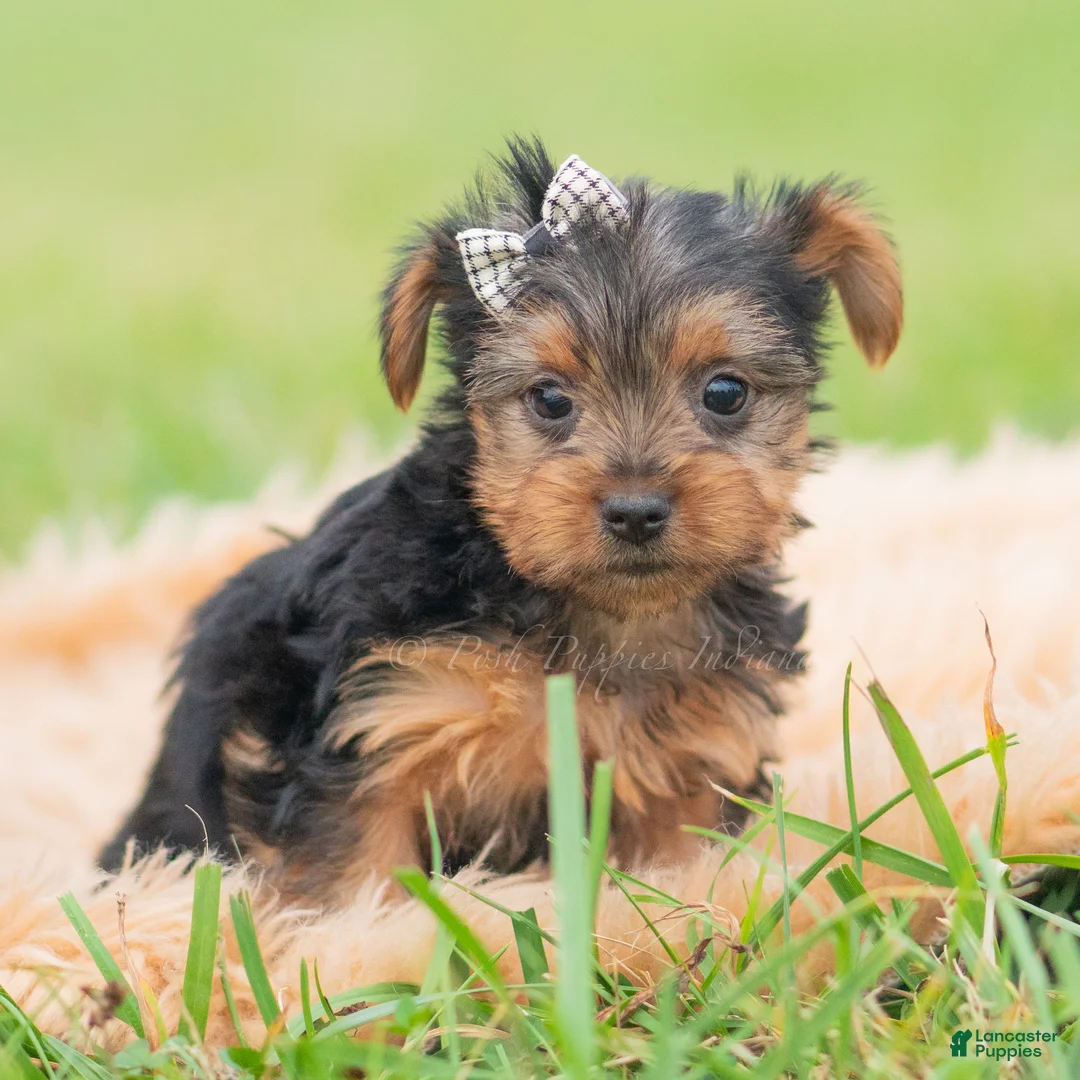 Yorkshire Terrier dogs for sale: Mickey - Ad 1