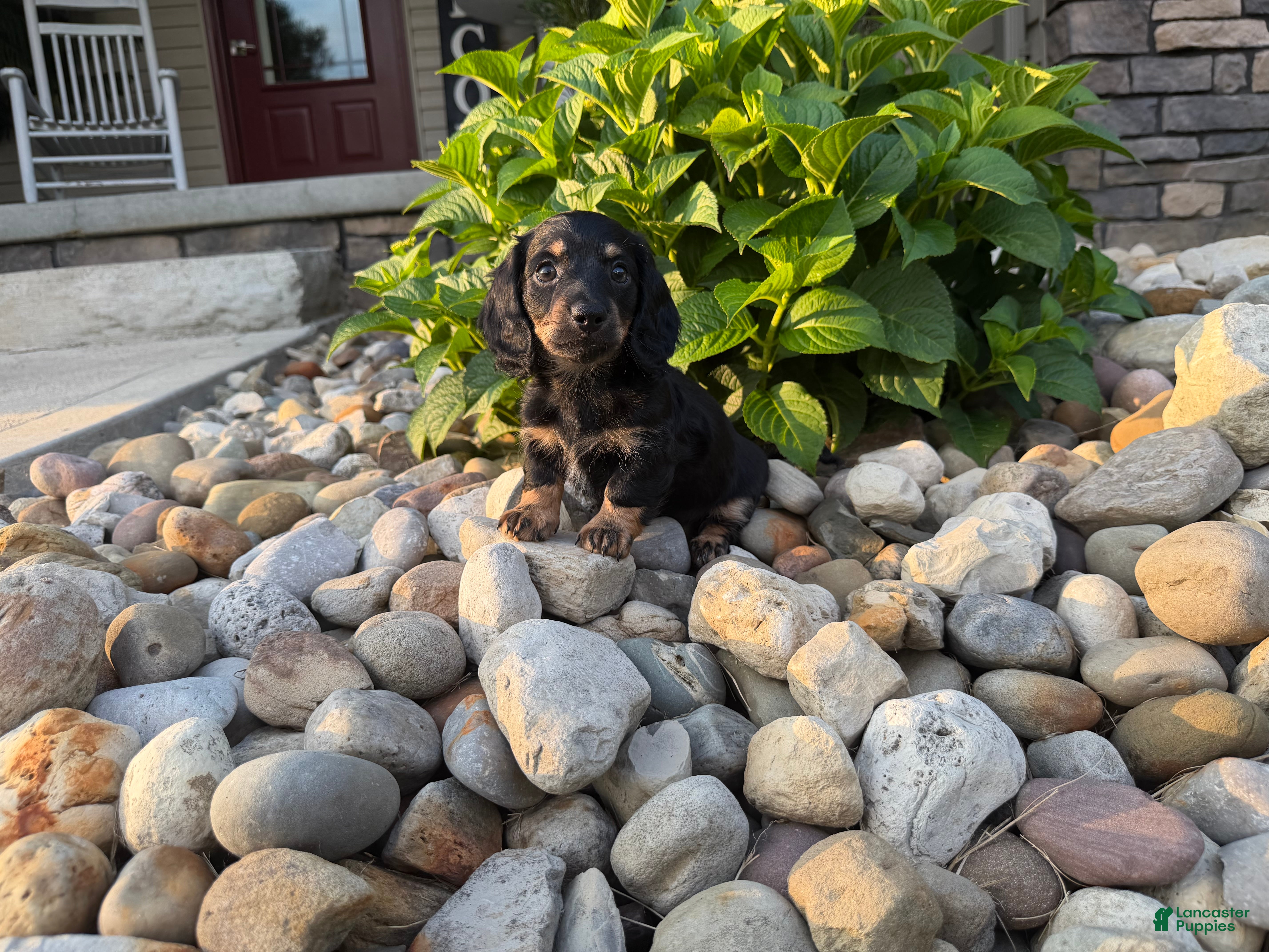 Miniature Dachshund dogs Marion - Ad 2
