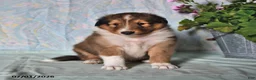 Shetland Sheepdog dogs for sale: Smokey - Ad 4