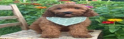 Irish Doodle dogs for sale: Franklin - Ad 4