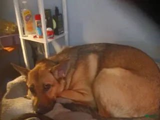 German Shepherd dogs German Shepherd Puppy 1 - Ad 21