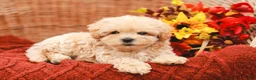 Maltipoo dogs for sale: Jack - Ad 4